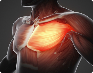 Increase Muscle Mass